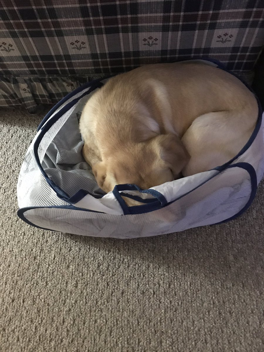 cwilson711's tweet photo. This is Bolt's "new spot." This guy is so funny! #pcm485 https://t.co/PRZkqaA253