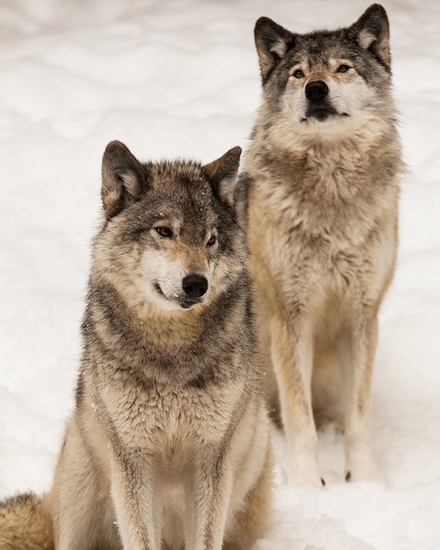 pduvs's tweet image. A couple of timber wolves 🐺🐺 chilling at Omega Park. Had a great time visiting the over 15km of drivable trails. 📷 ❤️ 🦌🐐🦉🐏🇨🇦#parcomega #outaouaisfun #quebecoriginal instagram.com/p/BfI4KfYgTVd/