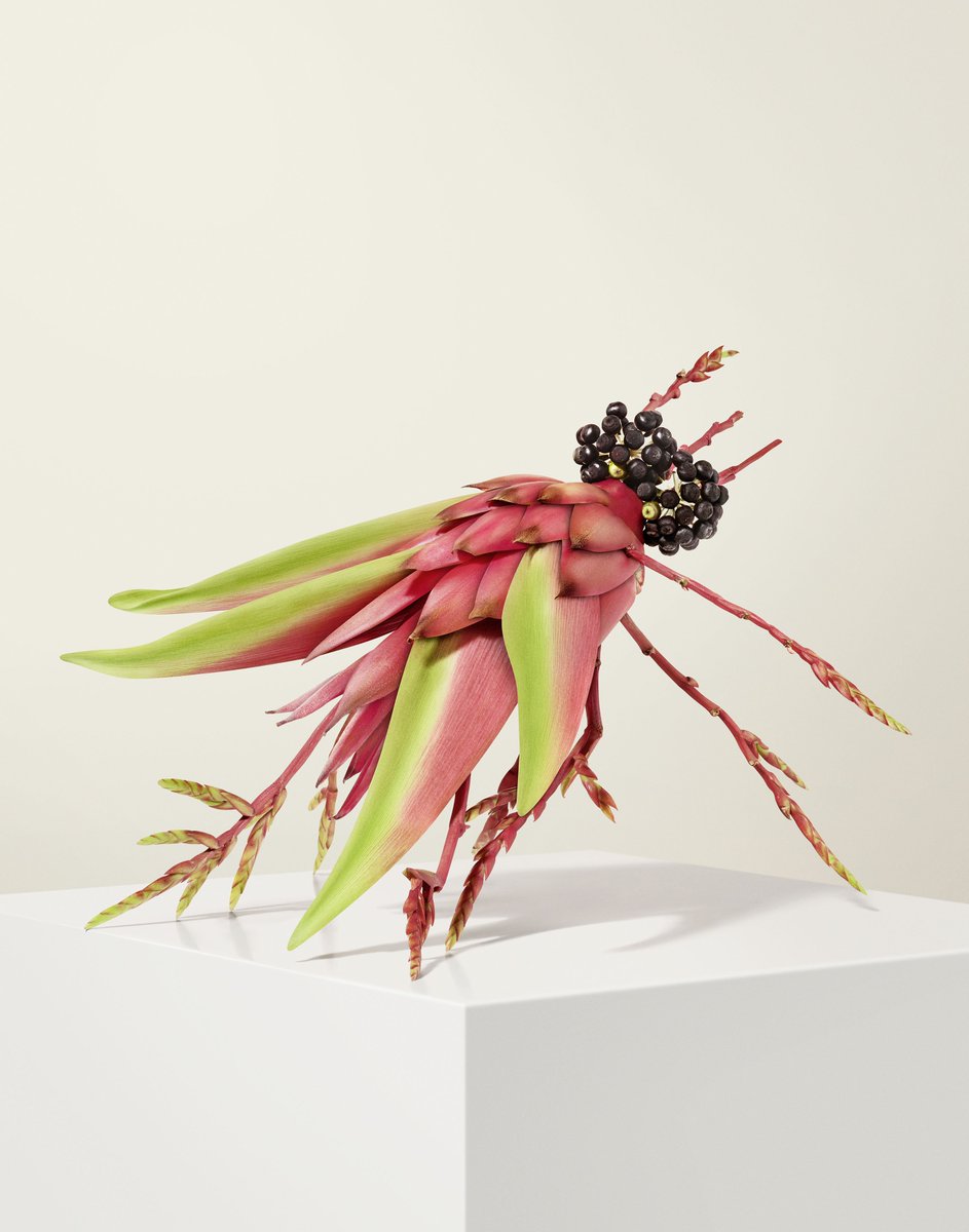 Happy_Finish's tweet photo. Flower Creatures was our first #BestOfTheTests photographer collaboration between @arthurwoodcroft and Mihaela Calin! Click the link to find out more....https://t.co/QMGFPr5LHc
#PostProduction #CreativeProduction #RetouchStudio #ArthurWoodcroft #ColourGrading #FlowerCreatures https://t.co/O9RDyGuJVb