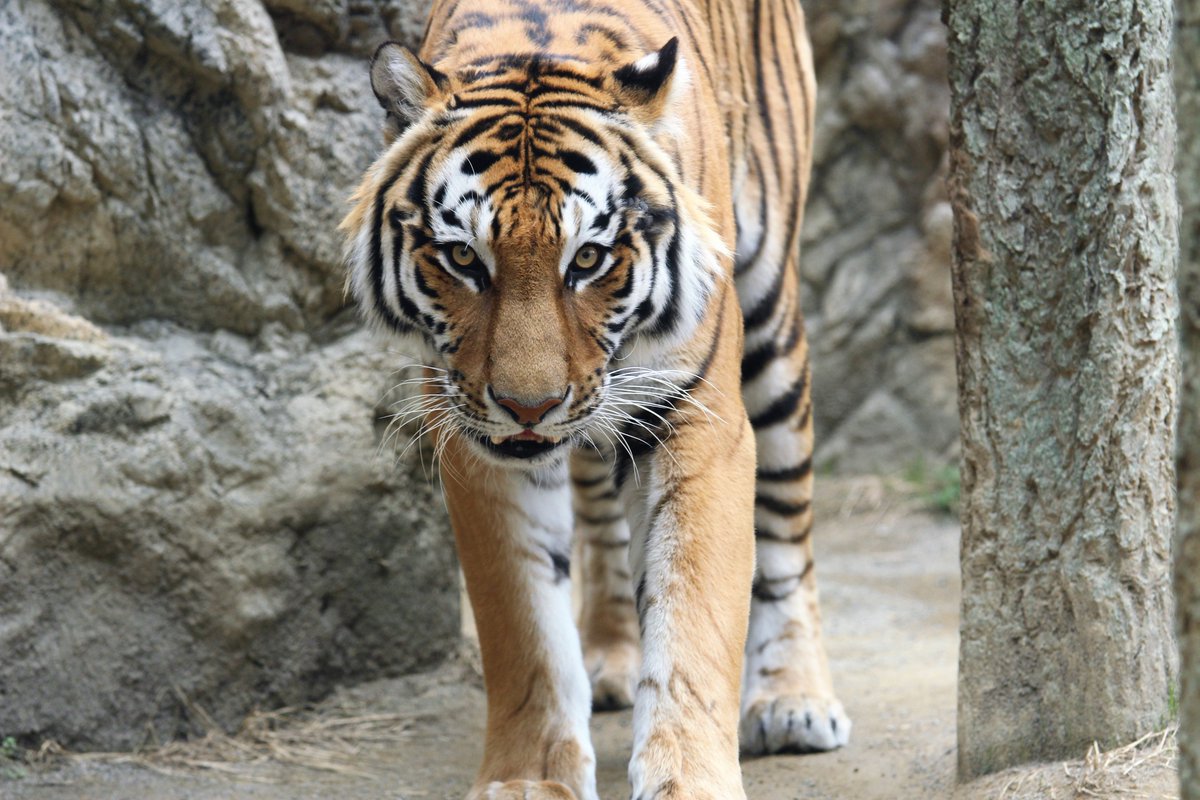 うにく Auf Twitter アムールトラのフジくん かっこいい アムールトラ トラ 日本平動物園