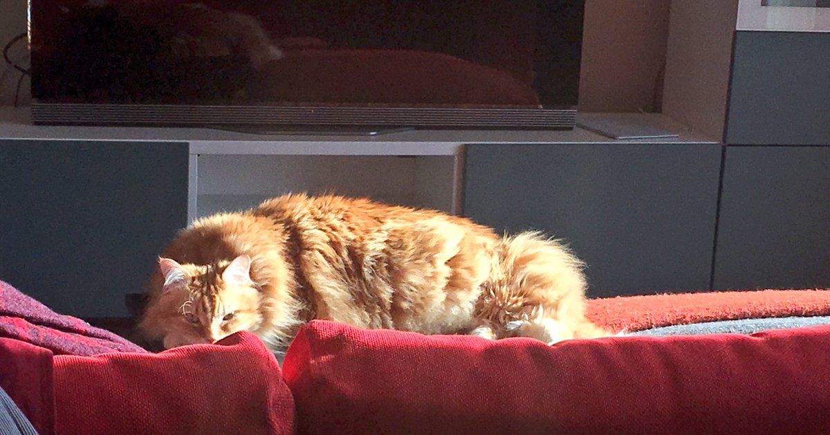 Eris_Lepoil's tweet photo. Il s’est allongé au soleil, juste en face de mon ordinateur, et ses yeux me crient «POURQUOI PARLER AVEC DES ÉTRANGERS QUAND TU POURRAIS TE REPOSER AVEC MOI, PUTE ?» #siesting https://t.co/fBqgyi3jRg