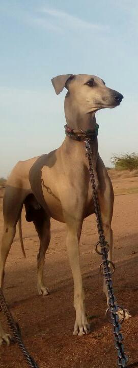 KPerumai's tweet photo. How Muscular I Am...???
I never went for any Gym...
I never done any Workouts...
💪💪💪💪💪💪💪💪💪💪
#KanniTamilaninPerumai
#KanniThePrideOfTamilians
#KanniDogs
#Dogs #Dogsoftwitter
#Pets #petsofinstagram https://t.co/gKfHsM03YF