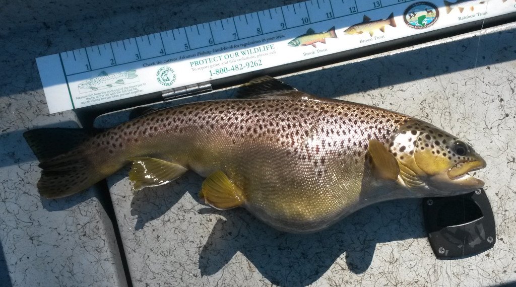 DallysOzarkFlyFisher tweet media