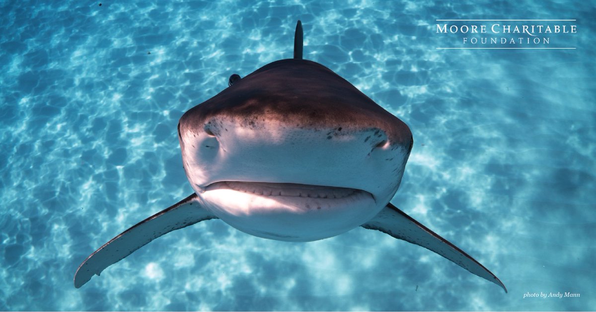 Bluesake's tweet photo. Retweeted Moore Charitable (@MooreCharitable):
Sharks are vital to our coastal economies and the health of all oceans. Moore Charitable Foundation is fighting for #mooresharks. https://t.co/bjQ8fRi92Z