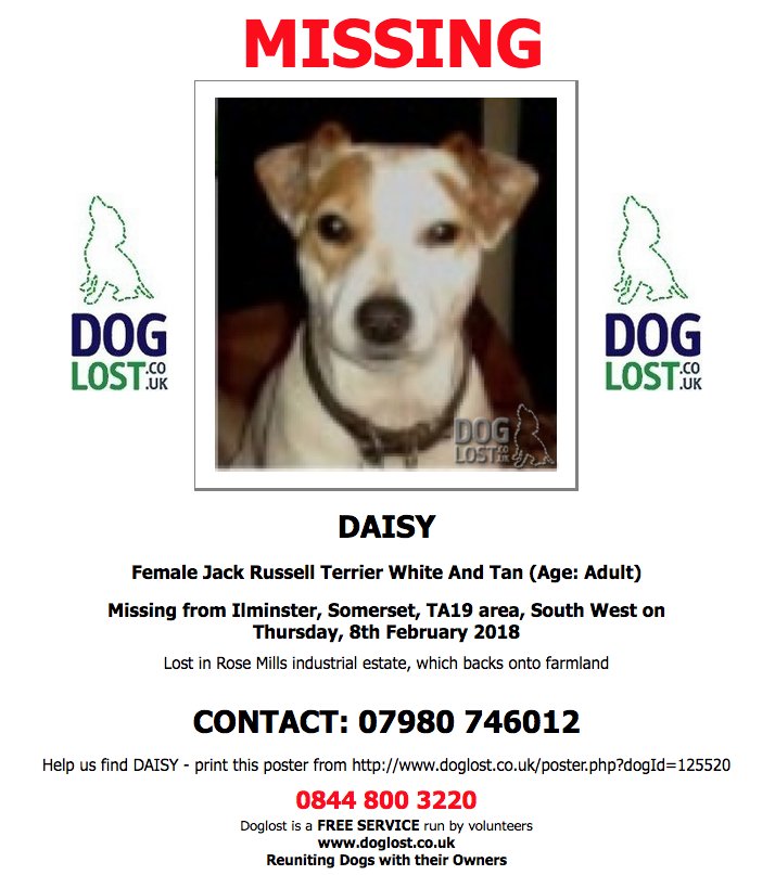 DogLostUK's tweet photo. https://t.co/jt1sXwNKjV 
#LOST  DAISY
Female #JackRussellTerrier 
#Missing from #Ilminster #Somerset  #TA19 on Thursday, 8th February 2018  #Lostdog https://t.co/WrYqyH9jWL https://t.co/ltJh7lncCx