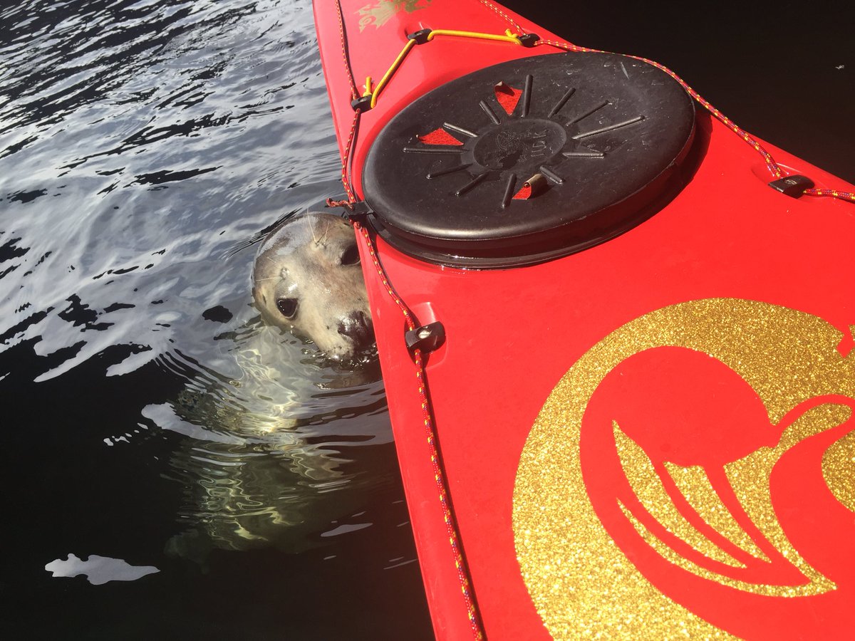 #seakayak #symposium the #Anglesey #wildlife is waiting!