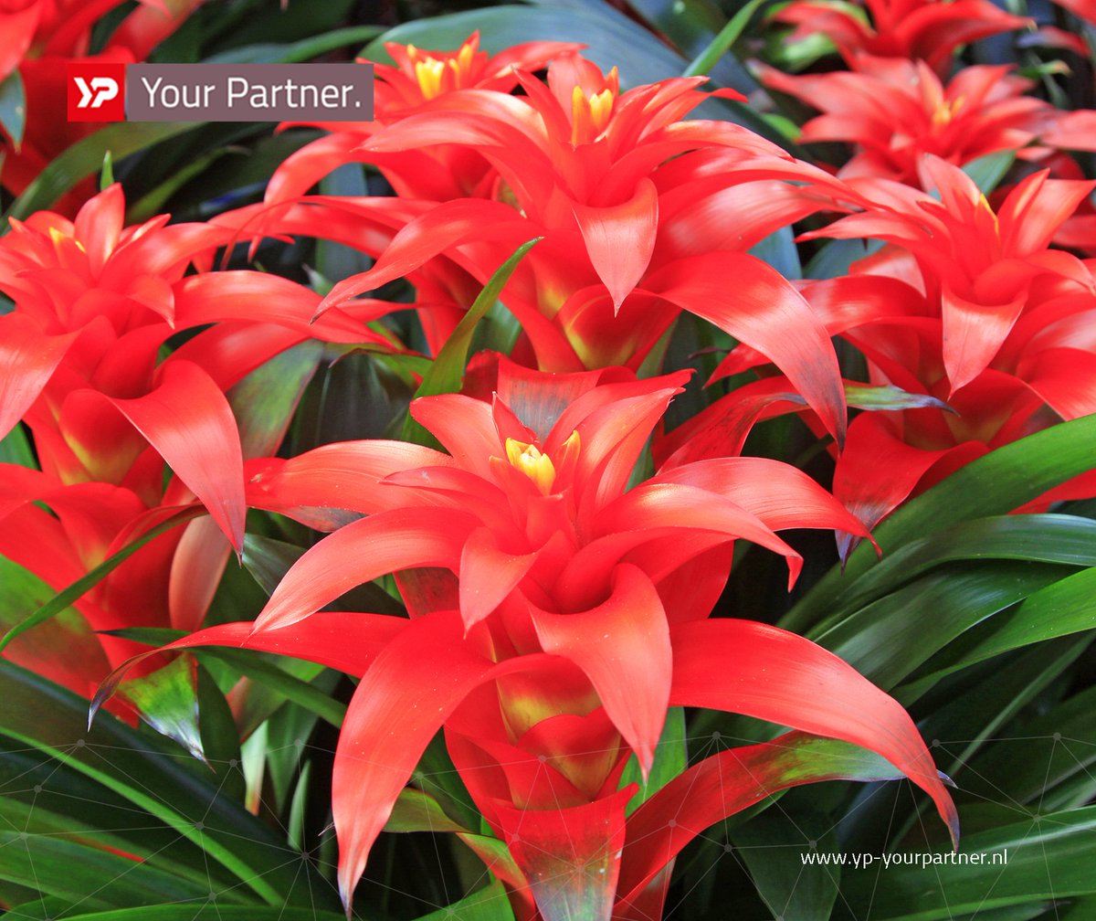 YP Your Partner tweet media