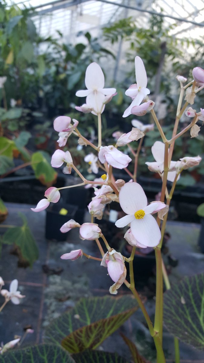 Begonia chloroneura - collected in the Philippines by @Scaphium 1997 @TheBotanics #RBGEhort