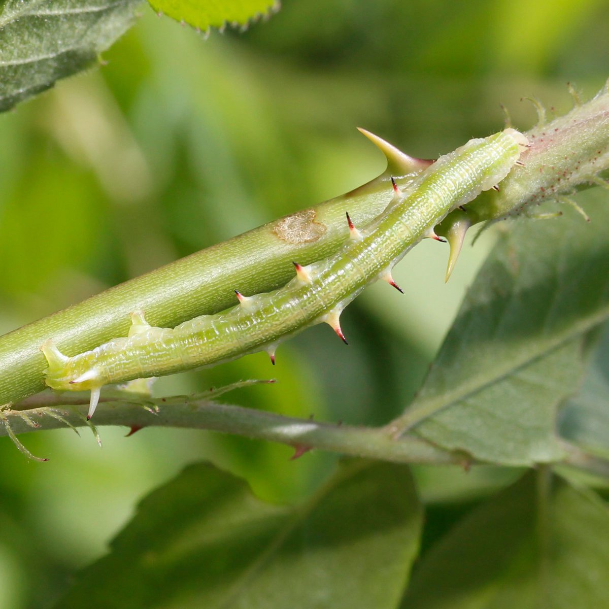 川邊透 キエダシャク Auaxa Sulphurea 16 5 7卒蛹 同年4月15日に ノイバラについていた幼虫を採集 バラのトゲがこんなにシンメトリーに整列していることはないのだけれど でもやっぱりとても発見しにくい シャクトリムシです 卒蛹写真 T Co