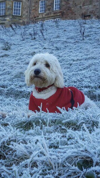 Bring_BradyHome's tweet photo. 💖This is Walter a goldendoodle. He went missing from Gullane beach please share. 💖 https://t.co/Fj5ynTMnN8