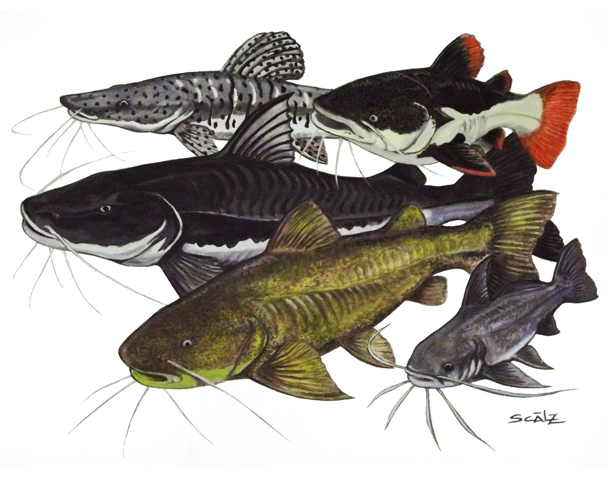 AmazonAngler's tweet image. JAGUAR EXPLORER CAMP TRIP - GUYANA.