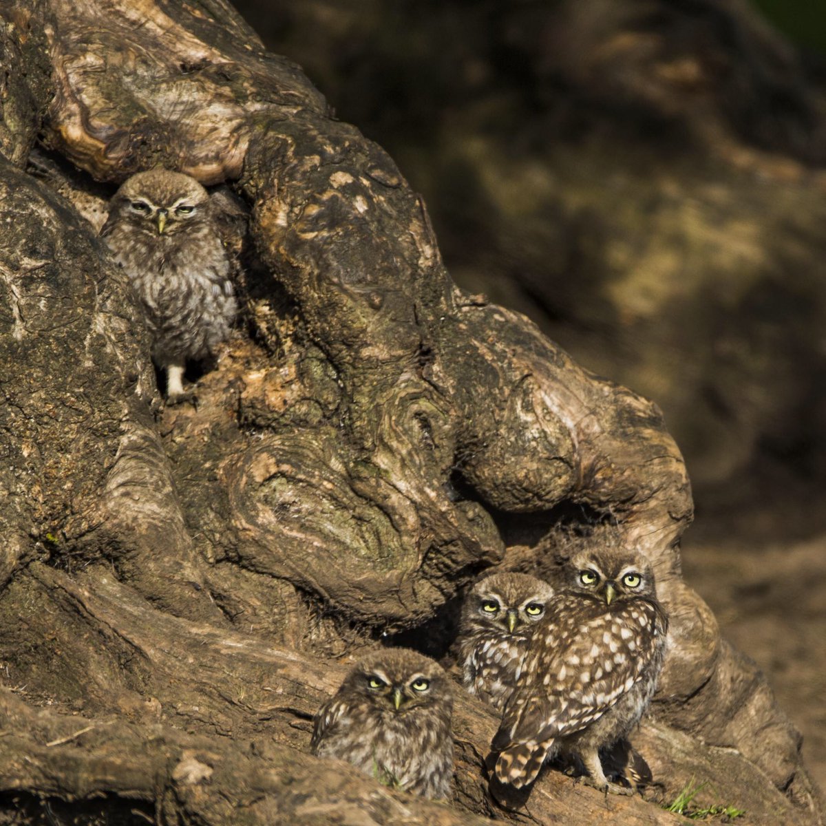 hjflowers's tweet photo. @UKLittleOwls.                        Not one, not two, not three, but four Little Owl's sunning themselves! https://t.co/shO7ndkQ6s