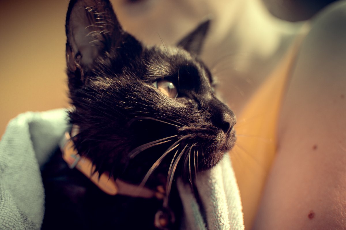 UI_Photography's tweet photo. We bathed Mr Peppa on Sunday with his special shampoo, he did not like it at the time...
#Cat #Meow #Kitty #Kittycat #Catofinstagram #Cutecat #Instapet #Catoftheday #Kittylove #mkitty #Cateye #Catlover #Cateyes #Catlovers #Cutecats #Animals #Catlove #Catloaf #Mypet #Kittens https://t.co/pMRorOoXSv
