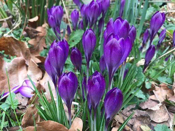 bromleyboronews's tweet photo. End Polio Now with West Wickham Rotary’s purple crocuses https://t.co/G1DJPz70JE #Polio #PurpleCrocus https://t.co/cT7vfpu6Gj
