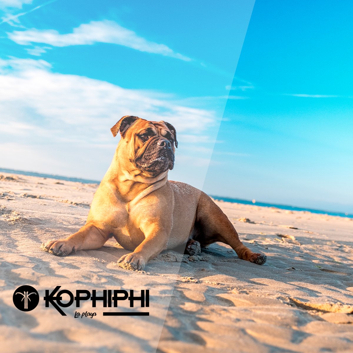 KOPHIPHILAPLAYA's tweet photo. Recorda que podes visitarnos con ellos 🐶 somos #PetFriendly https://t.co/iINtfywL4A