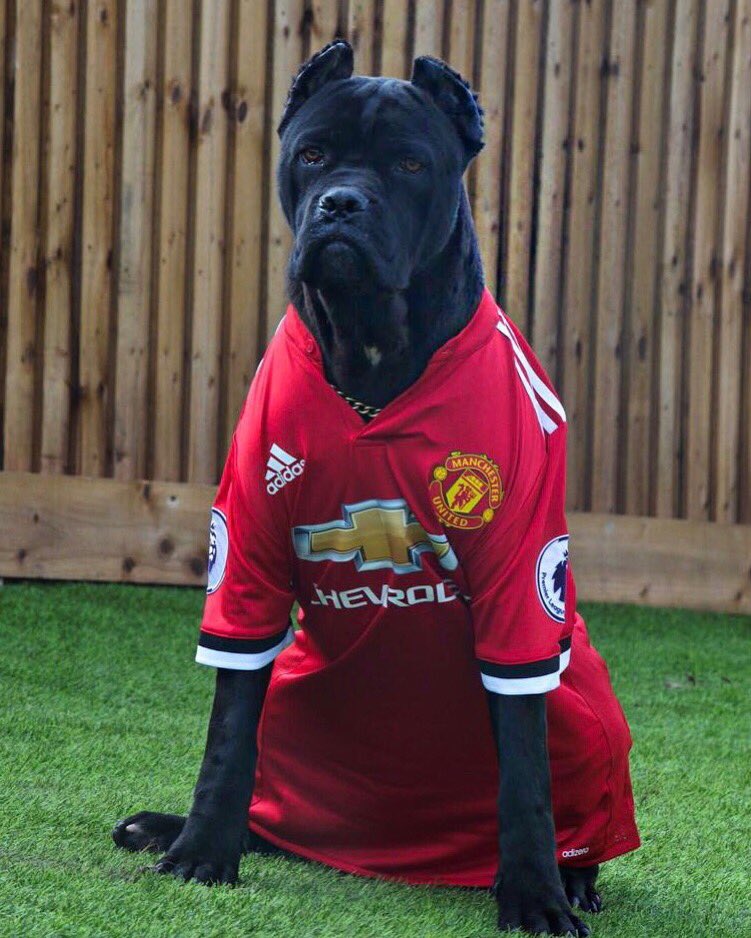 manchester united dog jersey
