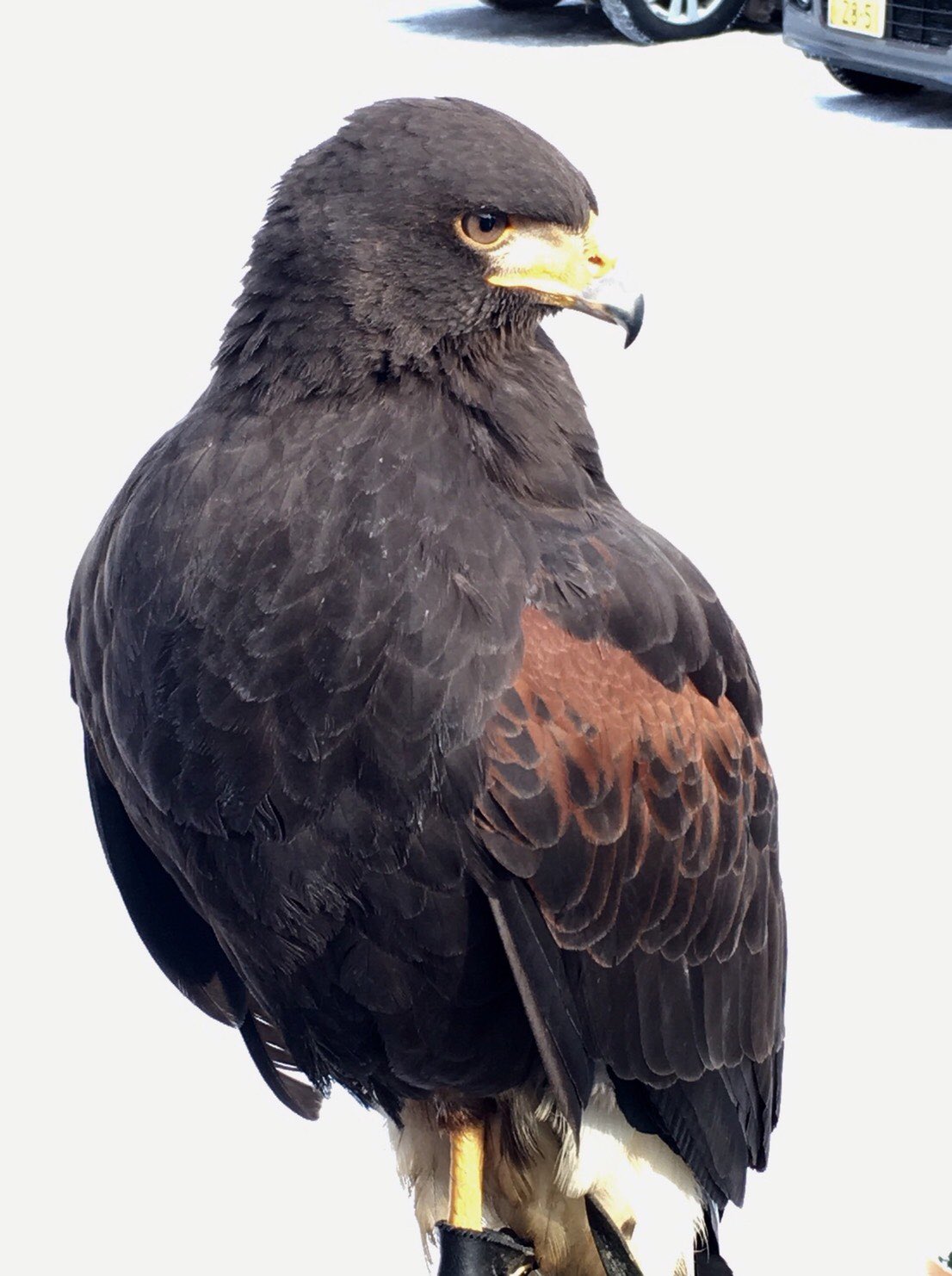 北海道エコ 動物自然専門学校 公式 先日の卒研で鷹のフリーフライトが盛り上がりましたが そのとき活躍したハリスホークのユキちゃんのかっこいい姿を見てください 鷹 猛禽類 T Co Akvpzzp60l Twitter