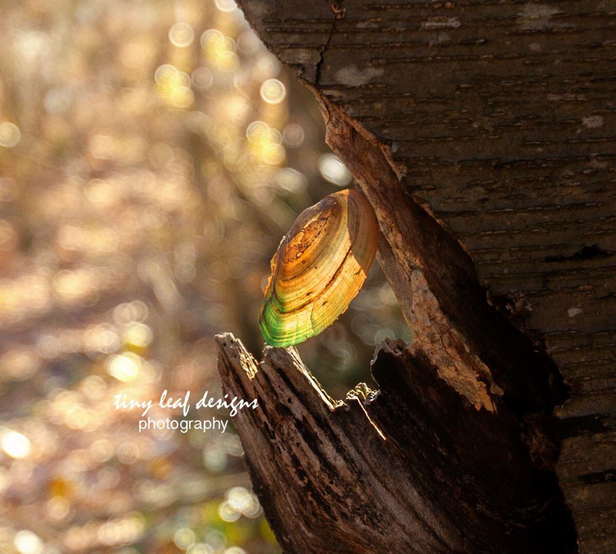 tinyleafdesigns's tweet photo. Beauty in nature https://t.co/z53umVdbK0 https://t.co/WcMLRBxXM0
