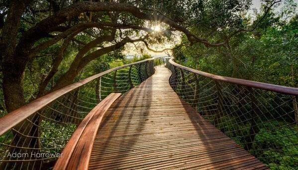 I need to visit the Walkway Above Trees in South Africa 😍☀️