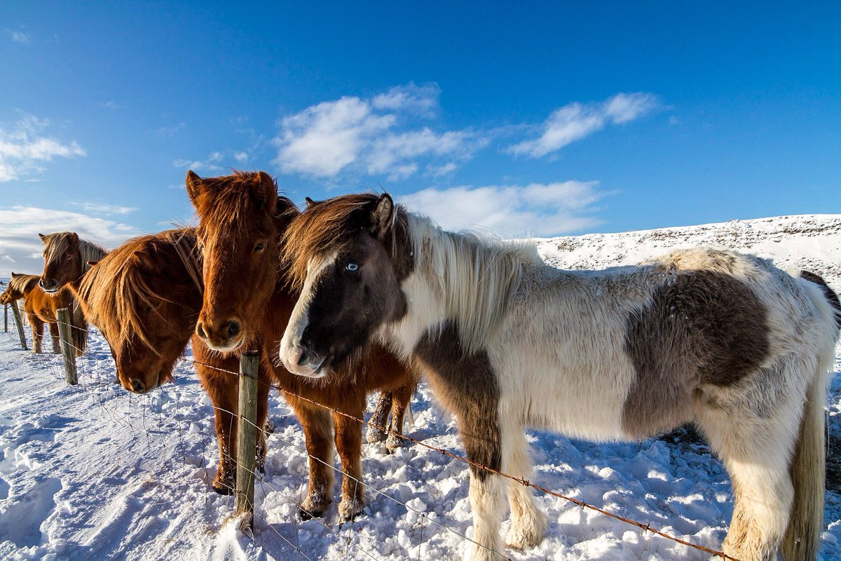 Icelandic ponies just outside Sellfoss
#Iceland #loveiceland