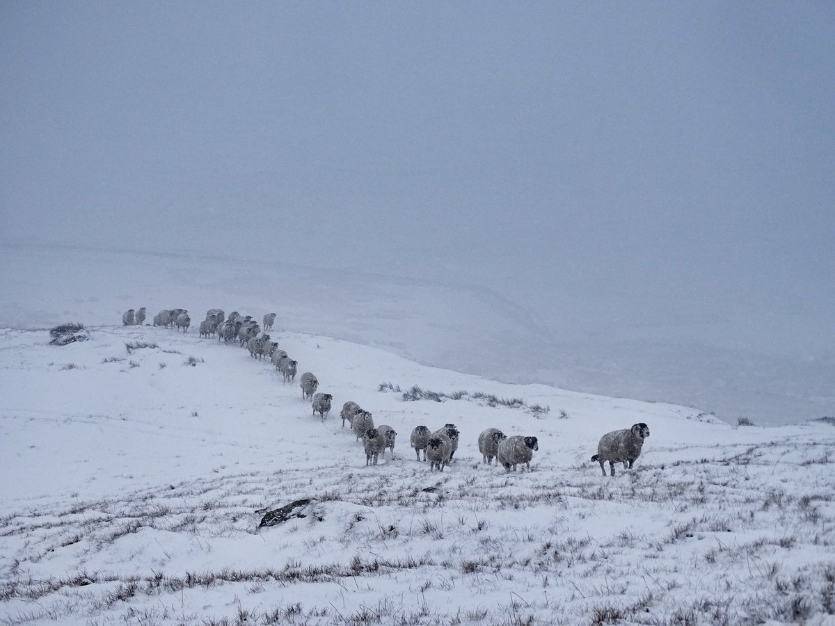 Sheep Nyasha 33 Sheep Nyasha 14