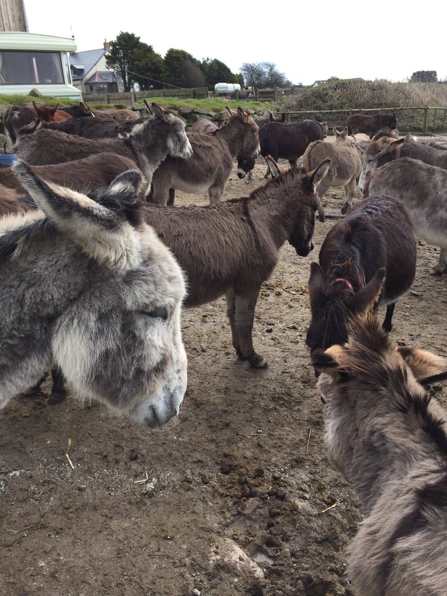 RebeccaLWills's tweet photo. Lovely morning with the #donkeys at the #flickafoundation! https://t.co/LM4vixfU0K