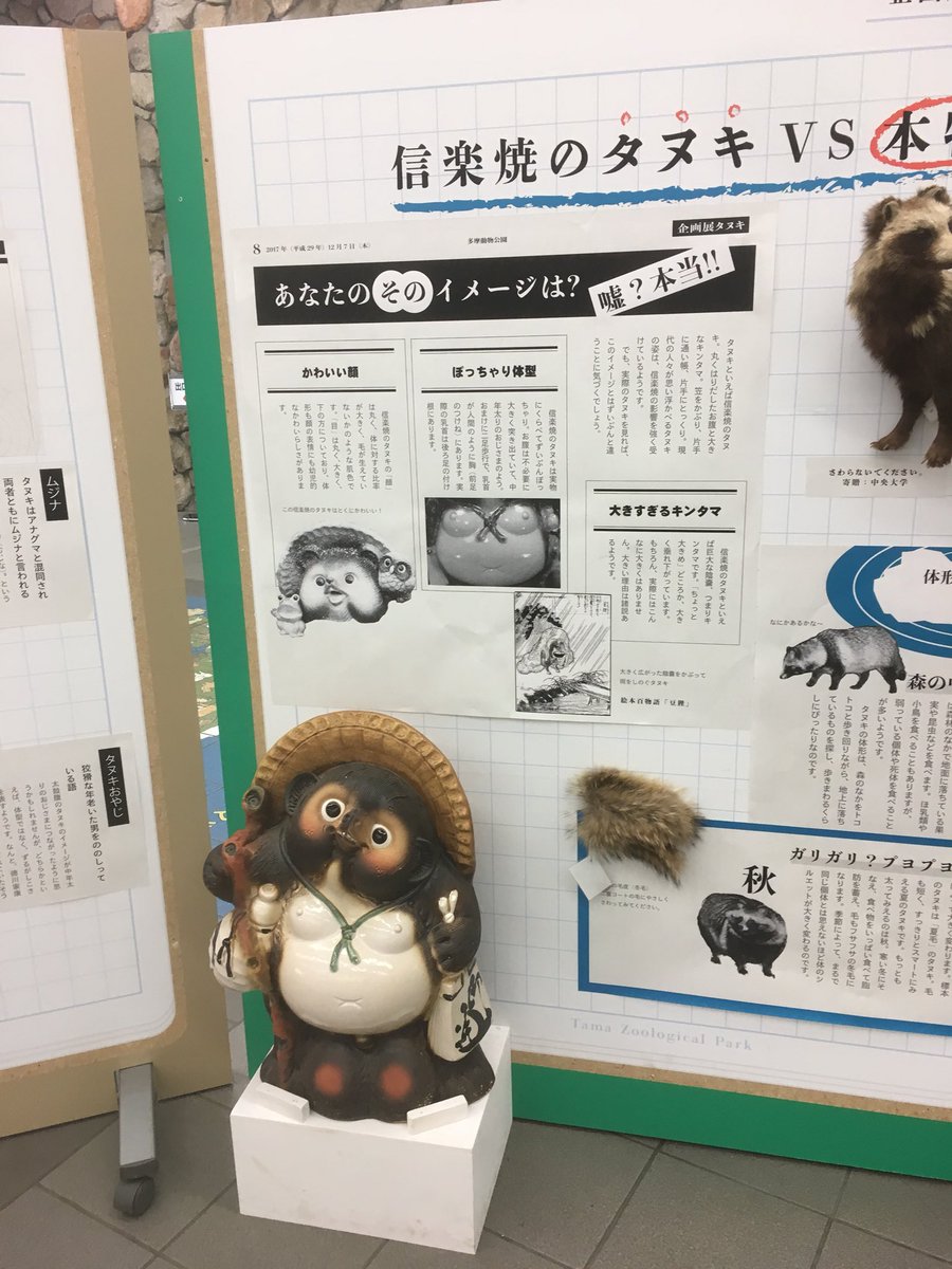 画像 Dueljewel たぬき Dueljewel たぬき Blogjpmbahewbqw