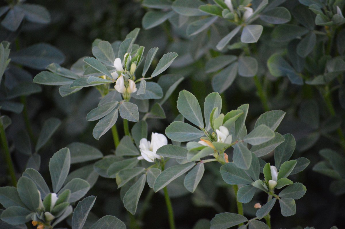 allthatgrows0's tweet photo. Fenugreek is known to increase metabolism and Fastrack weight loss! 💪🌿 #tuesday #tuesdaymotivation #HealthyLiving https://t.co/UNTDnhsLrz