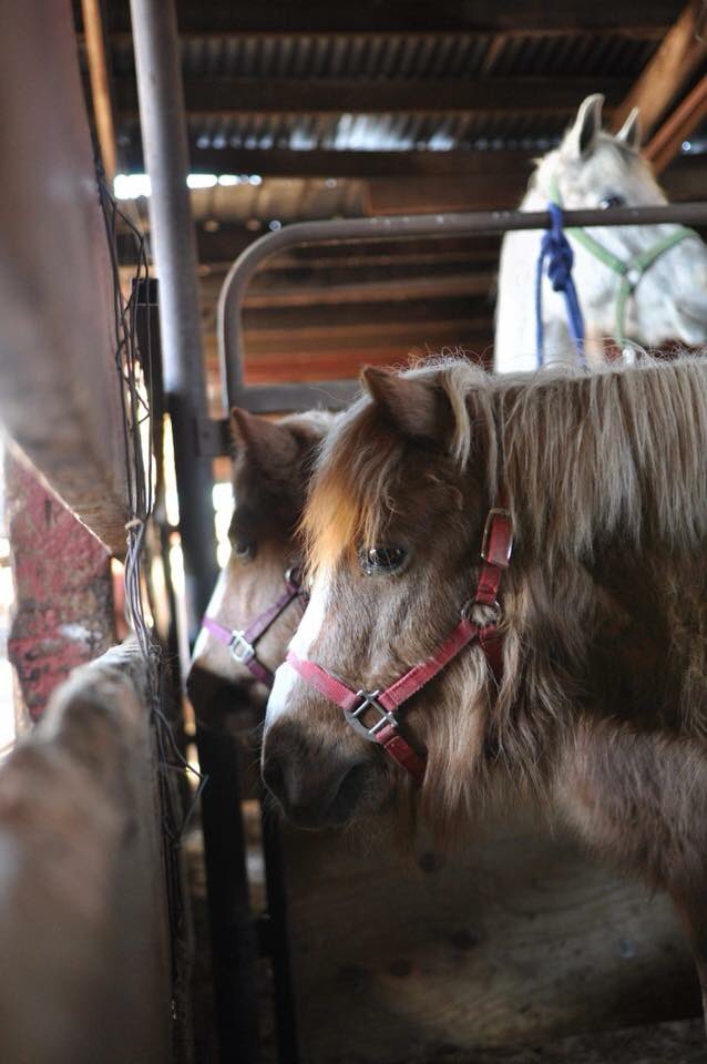 These four are not safe! 

Today looks like it will be the first time in history we will not be able to bid on horses at auction. 
You can help change that. 
Tell anyone you can about these horses today. We have just Mins before they run through. 

PayPal: rescue@hicaliber.org