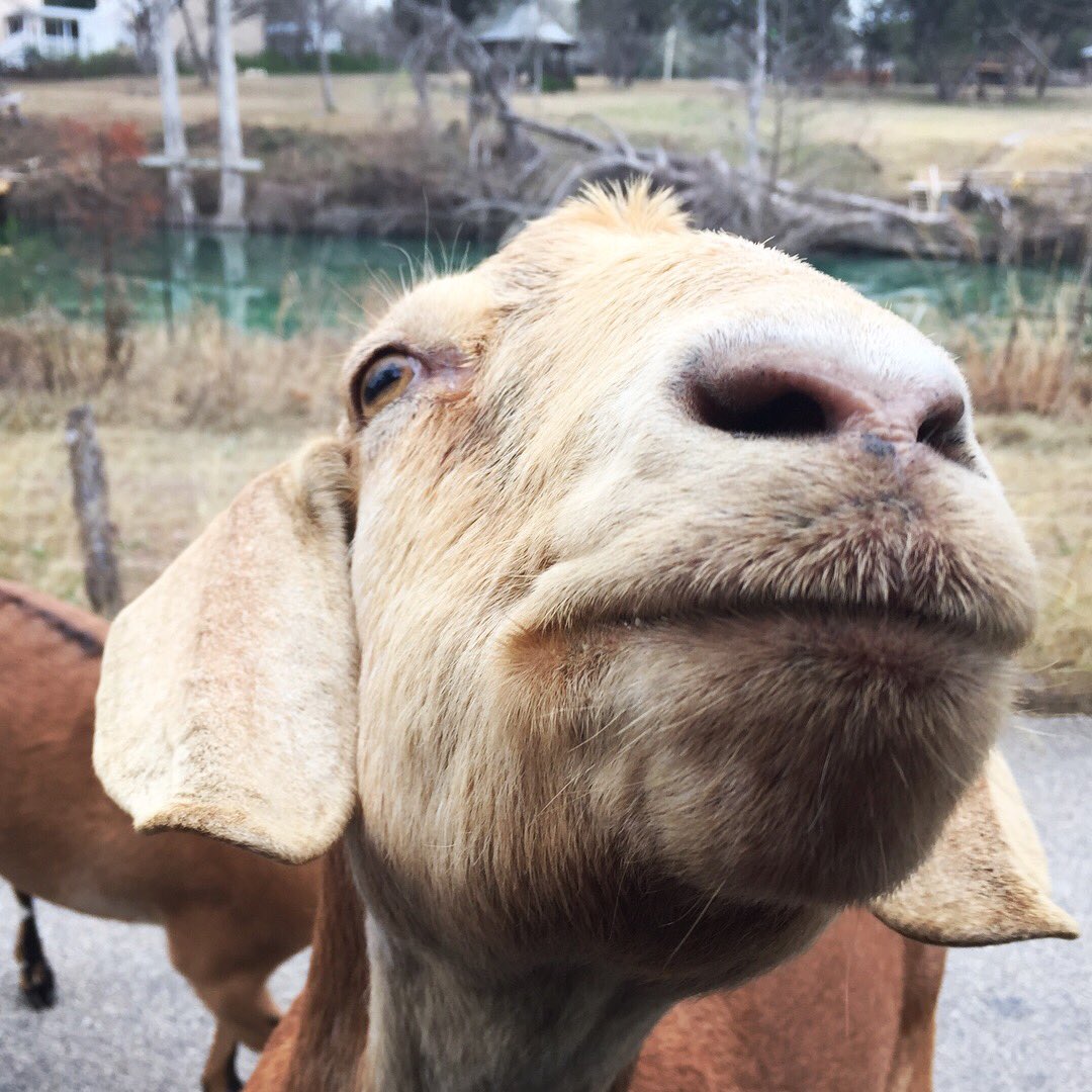 GamingGoddess's tweet photo. 🐐🍃🐐🌱 #goats #goatsofinstagram #preciousbabies #animals #hungrymode #allsmiles #wimberley #texas https://t.co/L27ncJa6RZ