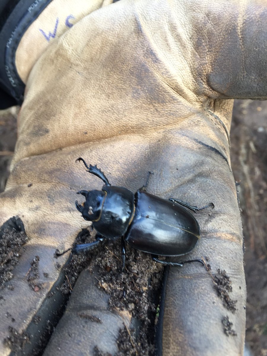 Busy few days removing unwanted Gorse and replacing with some much needed Heather.. makes such a difference to the hole!!  Helped by some little friends.👍🏼👍🏼 <a href="/worplesdongolf/">Worplesdon Golf Club</a>  #stonechat #stagbettle