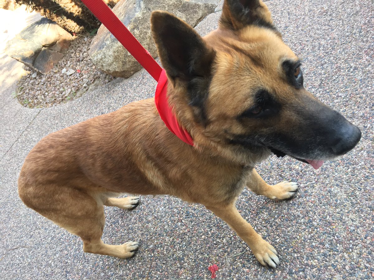 KelseyLee_D's tweet photo. Simon, a pup worthy of the #westminsterdogshow, is @abc15's Pet of the Week! He is sure to be the star of his fur-ever family - visit him at @azhumane. ❤️🐶 #AdoptDontShop #WagLocal https://t.co/NzgxyTZNkB
