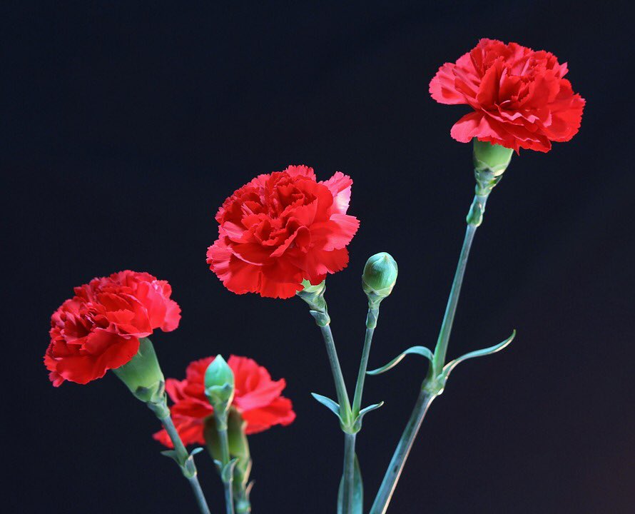 TKEPX's tweet photo. Red Carnations are on sale 1 - $3 &amp; 2 - $5 Spread the love this Valentines Day https://t.co/r5SBCAmPkQ