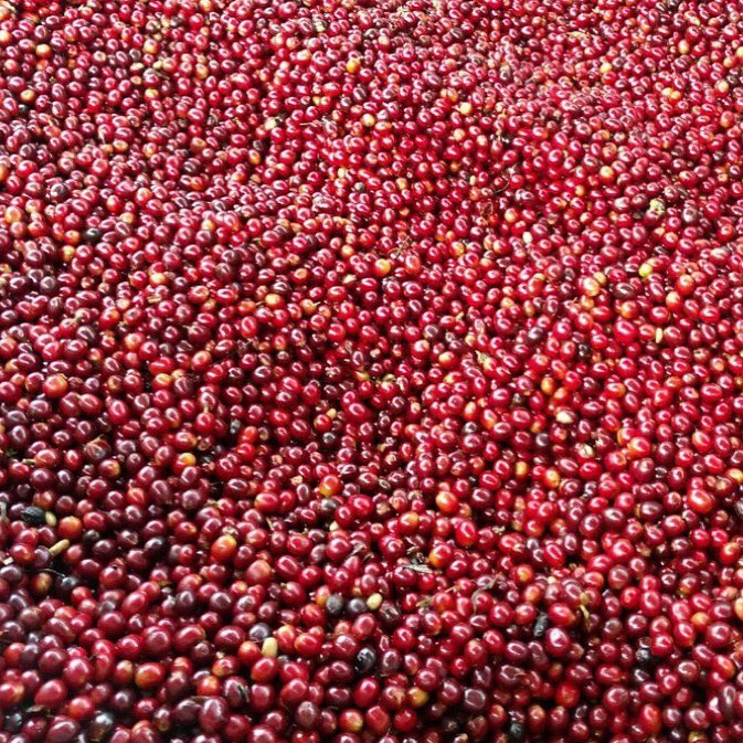 senderocoffee's tweet photo. Beautiful red ripe cherries from our friends from Finca La Senda in Acatenango, Guatemala 😄 #specialtycoffee #singleorigin #coffeelovers #coffeeaddict #coffeelife #coffeetime #coffee #roaster #roasters #specialtyroaster #coffeeroaster #cafe #coffeeshop #coffeebeans #coffee https://t.co/IOKvwP5bZT