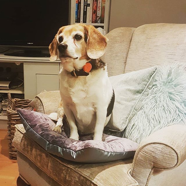 wagthedoguk's tweet image. Where's the remote and why are you taking so long.
#tvdog #sofadog #beagle #beaglesofinstagram #spoiledpup #wimbledon #hound ift.tt/2EntLUC