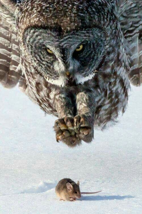 afxmfg's tweet photo. Some days you are the owl.  Some days you are the mouse.  Today, we fly.  #TuesdayTip #BeTheOwl #afxmfg https://t.co/35ueGm0iwt