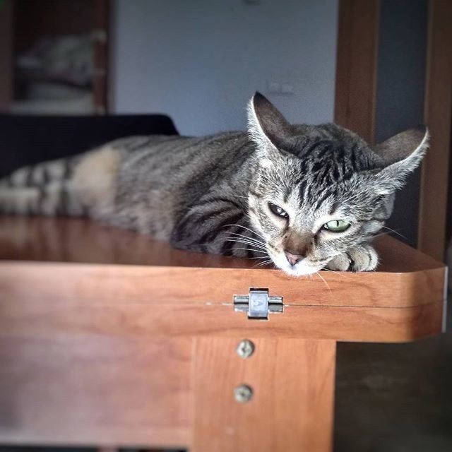 PetLegz's tweet photo. Reposting @leo_andonegui:
Gussy❤️ siesta time 😹
.
.
.
@bestmeow @bestcataward @meow_beauties @animalove.co @birman_cats_world @magnificent.meowdels @cats_of_instagram #birman_feature #catsofyou #catlover
#magnificent_meowdels #cats_of_instagram #catsfollowers #cutecatskittens https://t.co/8QVERXJuId