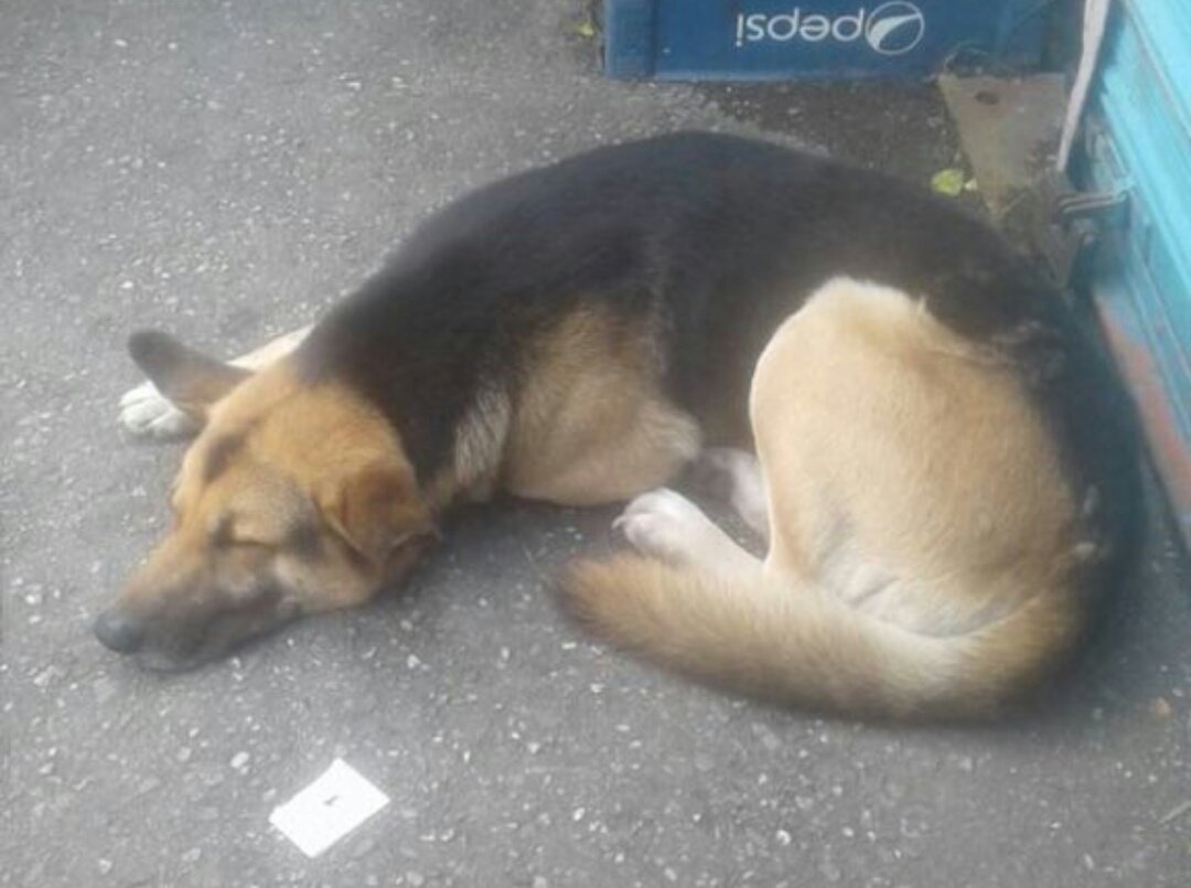 MASCOTASDECALLE's tweet photo. Pastor alemán abandonado en Makro Los Teques. "A este perro lo dejaron abandonado en Makro de #LosTeques hace días. Lo dejaron con una perra pero a ésta se la llevaron. Es muy cariñoso pero se ve que está triste. Por favor que alguien lo rescate! Via @noniguerra_ https://t.co/bwT1EICcLz