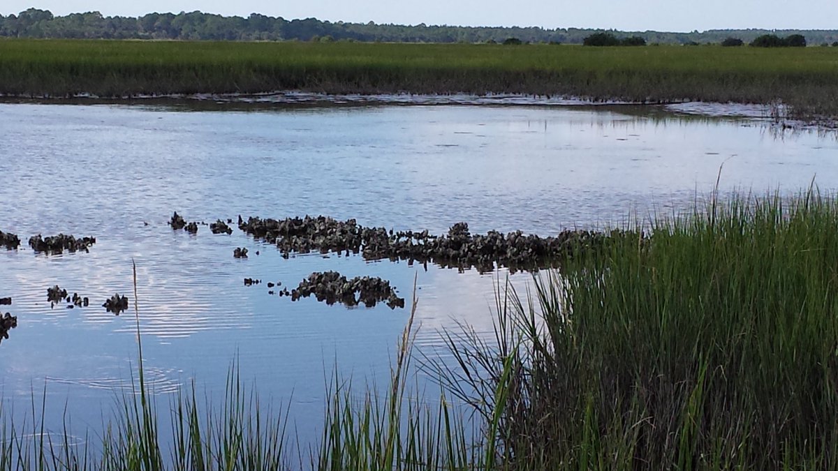 It’s i❤️estuaries week! From valuable  habitat for fisheries to recreation to nutrient and carbon capture, what’s not to love? #iheartestuaries