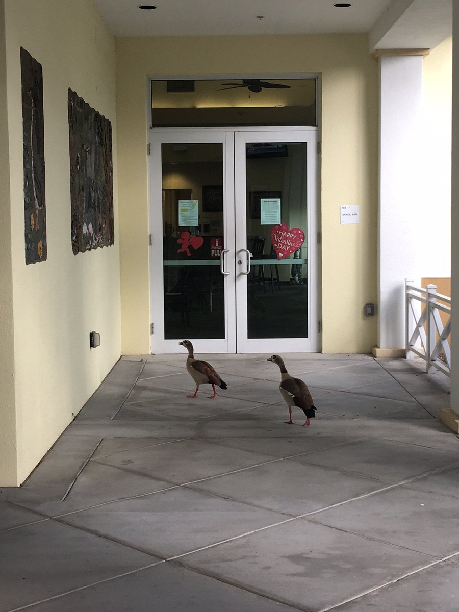 PBCSouthwinds's tweet photo. Looks like these Egyptian geese found out about our $2 drafts. 🤣🍻 #PBCGolf https://t.co/WyL7bkixcH