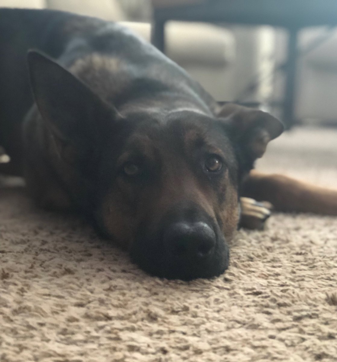 Toledo_PD's tweet photo. Zola is a true #workingdog. She’s at home now, but later she’ll be on shift as a #toledopolicek9. Follow Zola and her partner, Officer Mike Garcia, during our virtual ride-along, today 2:30-10:30pm! #ridealong419 https://t.co/vk6Qxugt7w