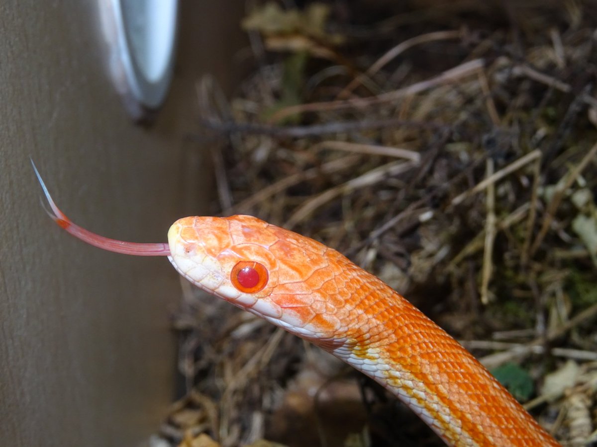 Snake_Dreams's tweet photo. #Cornsnake :P 
Mandarin Tessera Motley https://t.co/3WAqfnfbzq