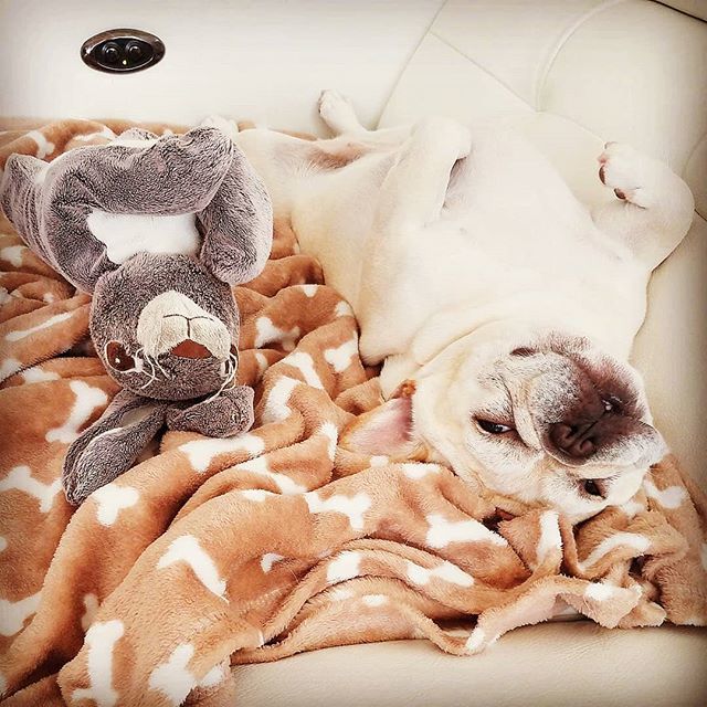 odonocuida's tweet photo. Uma vida de cão 🙃
Follow: @odonocuida .
.
#dog #dogsofinstagram #dogs #instadog #dogstagram #doglover #ilovemydog #dogoftheday #lovedogs #dogsofinsta #instagramdogs #doglife #doglovers #dogsofig #cutedog #doglove #dogslife #caesdeportugal #caesdospor… https://t.co/sWhYg4RvXL https://t.co/Dzr8ehOyGF