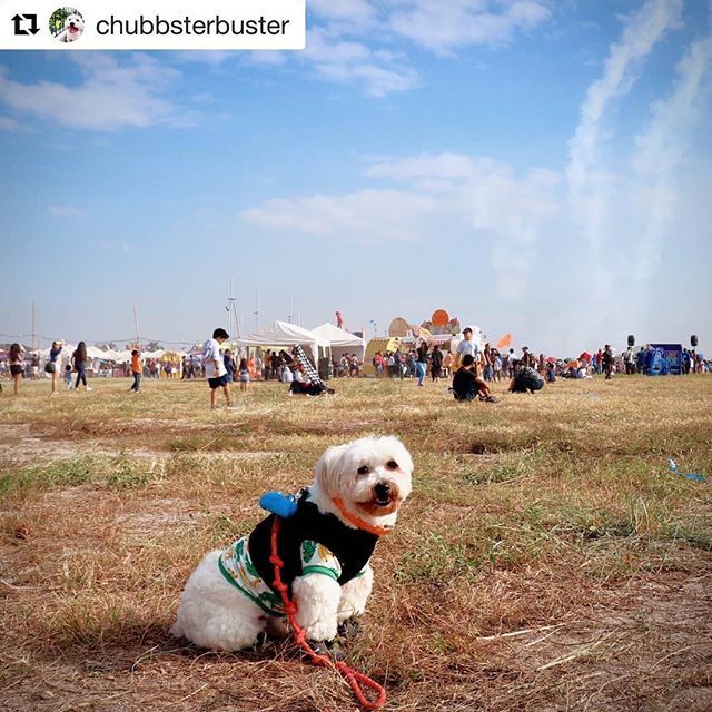 philballoonfest's tweet photo. #Repost @chubbsterbuster
My hoomans and I had a pretty epic weekend at the @philballoonfest! So happy I was allowed inside the venue ๐ #ChubbsterBuster #ChubbsterApproved #petfriendlyph https://t.co/iHlEbYpBcr https://t.co/vAqldM2GuM