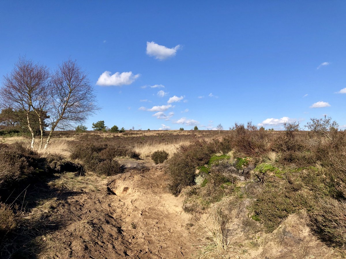 susannetd's tweet photo. #dailywalk #getoutthere #veluwezoom @GelderseStreken @Natuurmonument @veluwezoom https://t.co/c2BIP0ojDP
