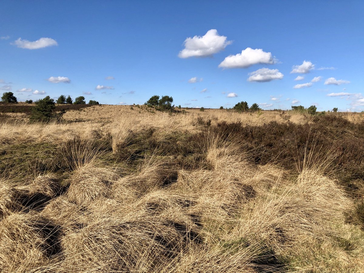 #dailywalk #getoutthere #veluwezoom <a href="/GelderseStreken/">Gelderse streken</a> @Natuurmonument <a href="/veluwezoom/">Regio Veluwezoom</a>