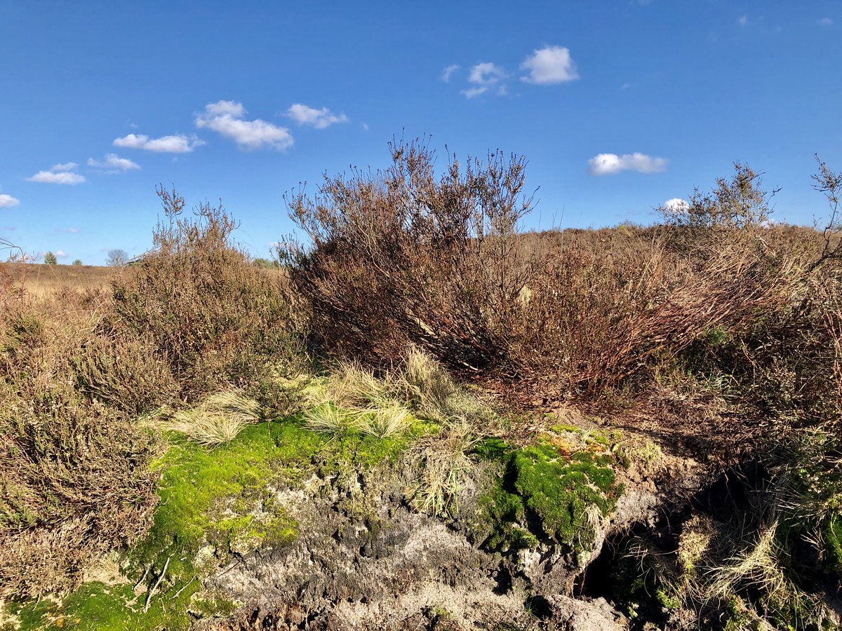 susannetd's tweet photo. #dailywalk #getoutthere #veluwezoom @GelderseStreken @Natuurmonument @veluwezoom https://t.co/c2BIP0ojDP