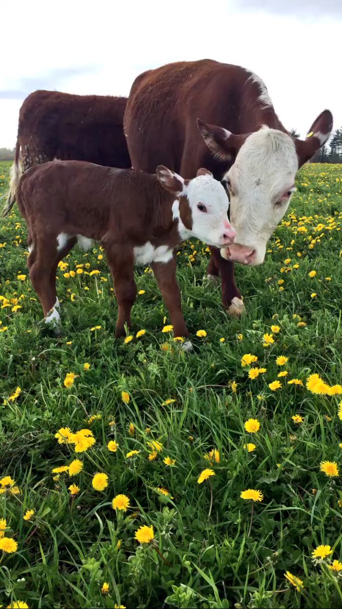 juliahthompson's tweet photo. Today we celebrate Canada's Ag day! I am so lucky that I get to work in and be apart of such an amazing industry #CdnAgDay 🇨🇦🌱🌾 https://t.co/mSXfEPj6Xt