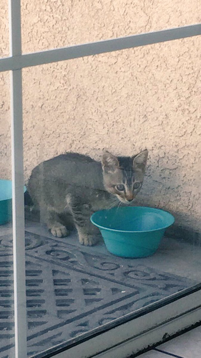 Lil Tiger ❤️ #Throwback #FeralTuesday #Cat #Love #CatsOfTwitter