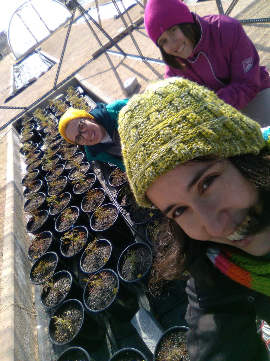 AdApta_Lab's tweet photo. Glad to have a joint experiment with @gypsevol research group. Great and cold day transplanting #LupinusAngustifolius at @urjc
#PhenotypicPlasticity
#MakingScienceTogether https://t.co/gvp90Rp4CG